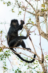 Wild monkey climbing
