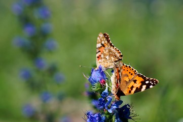 Beautiful pictures of butterflies in nature. Macrophotography of nature. Beautiful natural background.