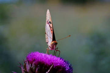 Beautiful pictures of butterflies in nature. Macrophotography of nature. Beautiful natural background.