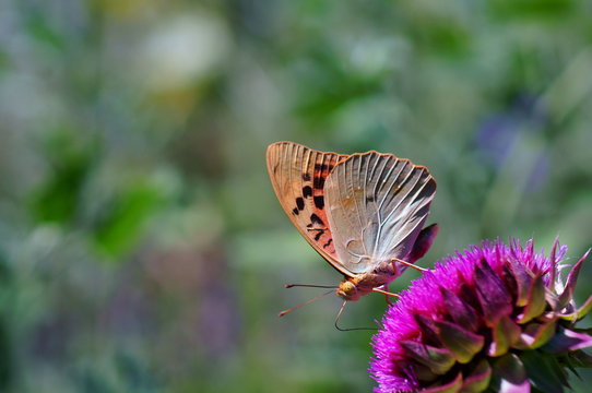 Beautiful pictures of butterflies in nature. Macrophotography of nature. Beautiful natural background.