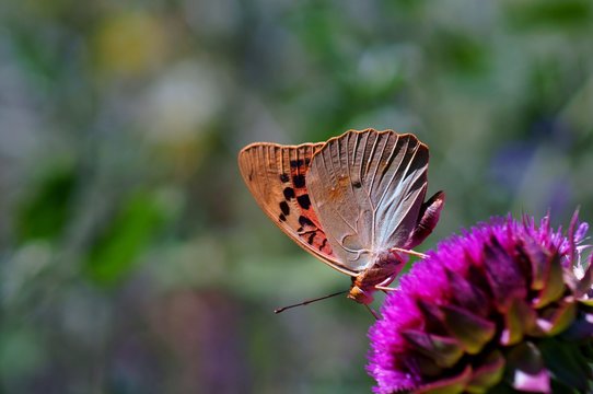 Beautiful pictures of butterflies in nature. Macrophotography of nature. Beautiful natural background.