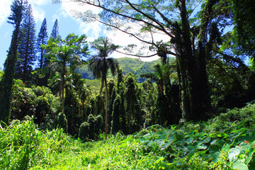 Fototapeta premium The green jungle