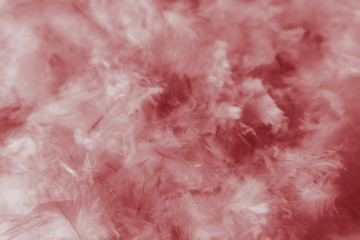Beautiful abstract white and red feathers on darkness background and colorful soft light red and white feather texture pattern