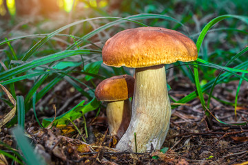 Mushroom in forest Porcino, bolete, boletus.White mushroom on green background.Natural white mushroom growing in a forest.