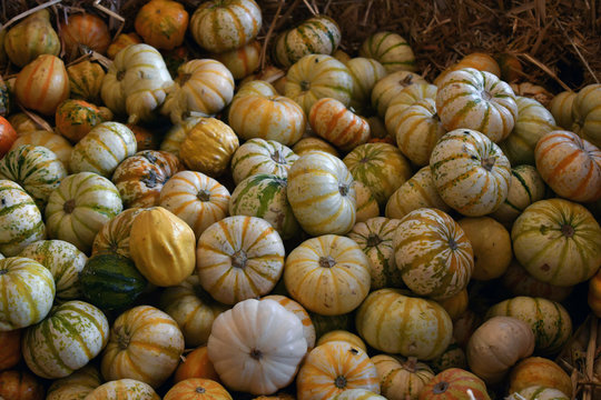 Small White Pumpkin And Gords