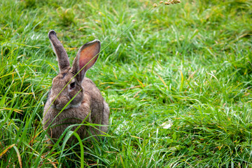 One rabbit is hiding in the green grass. Rabbit among the grass on a summer day. A light brown rabbit eats grass.