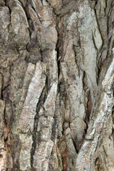 Natural tree bark texture