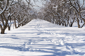 Close-up view of empty cross-country skiing track in winter scenery on a sunny day with blue sky