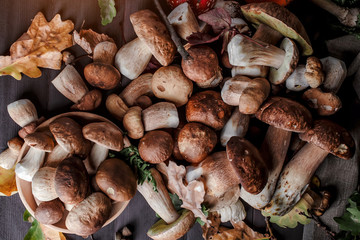 Mushroom over Wooden Background. Autumn Cep Mushrooms on wood. Autumn forest fruit