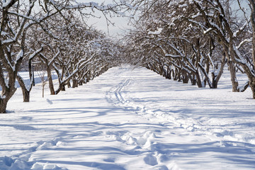 Beautiful winter landscape with snow covered trees