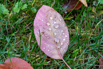 Wet autumn leaf with rain drops in grass, macro