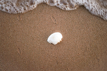 shell on the beach