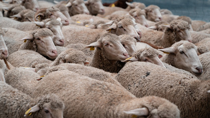 Livestock, flock of sheep walking on the street
