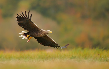 White tailed eagle (Haliaeetus albicilla) in autumn scenery