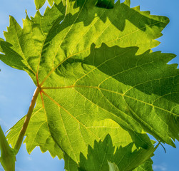 grape leaf