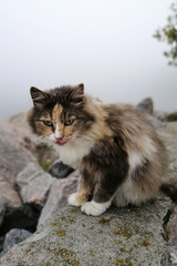 spotted cat on the street with tongue