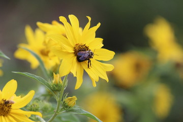 Large Bee on Daisy IV