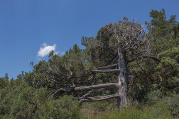 Old limber pine in the Rocky Mountain