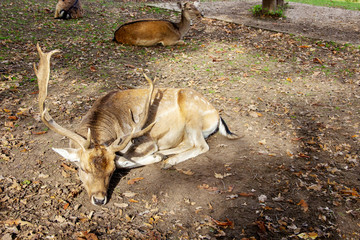 im Vordergrund ein Damhirsch, im Hintergrund zwei Damtiere © Sabine