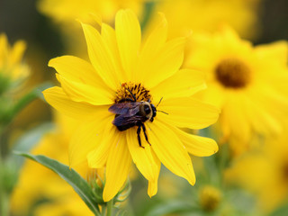 Large Bee on Daisy III