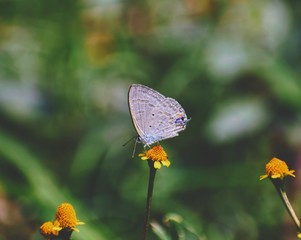 butterfly on flower