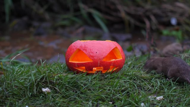 Wild rat come and sniff Jack-O-Lantern, run away. Dusk picture, pumpkin standing on grass, stream of sewage water on background. Filthy picture of Halloween concept