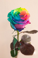 Fototapeta na wymiar Gay lesbian LGBT rainbow flag made out of whole rose symbolize LGBT community and tolerance.