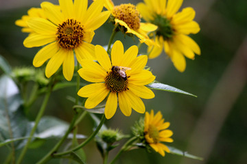 Bee on Maximilian Daisy I