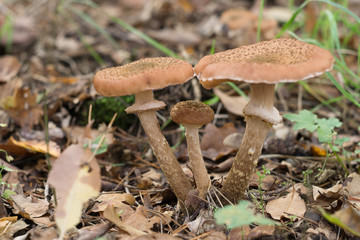 a group of mushrooms in the forest at the time of harvesting