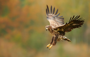 White tailed eagle (Haliaeetus albicilla) in autumn scenery