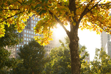 Obraz premium Autumn in the park, green and yellow background, tree, space for text, social media, marketing concept. Tree in the city, New York. Sunset.