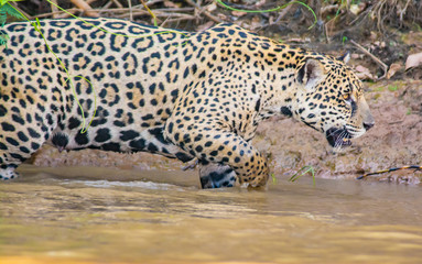 jaguar walkign in water