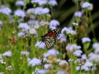 Monarch Butterfly in Field II
