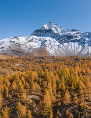 Nature in Valtellina, Pizzo Scalino covered with snow and forest in autumn