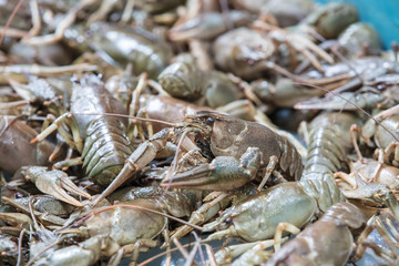 Background many live crayfish