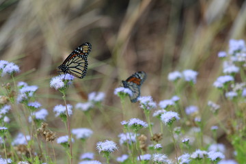 Monarch Butterflies in Field
