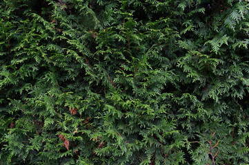 Floral background of cypress leaves