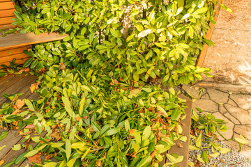 Cutting leaves on the laurel hedge in autumn on the wooden terrace