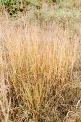 Field of Tall Brown Grass