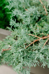 Evergreen Cypress Tree