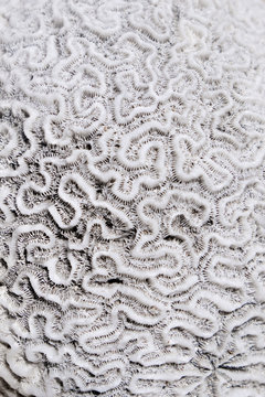 Close up view of dead coral