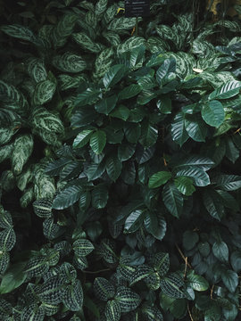 Directly above view of plant leaves