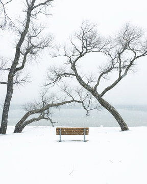 Scenic view of trees in snow
