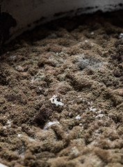 Mold close-up macro. Moldy fungus on food.