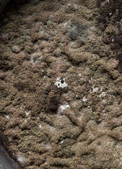 Mold close-up macro. Moldy fungus on food.