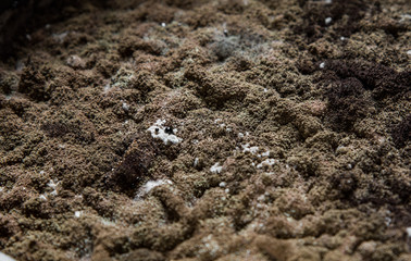 Mold close-up macro. Moldy fungus on food.