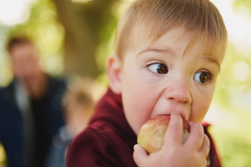 baby girl taking a big bite of an apple during apple picking