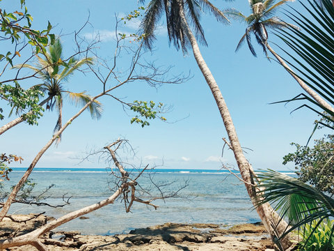 Trees along coastline
