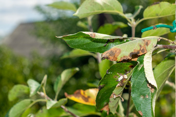 scab on the leaves and fruits of an apple tree close-up. Diseases in the Apple Orchard