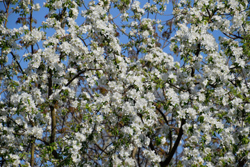 Blooming apple, Blooming apple tree in spring garden.